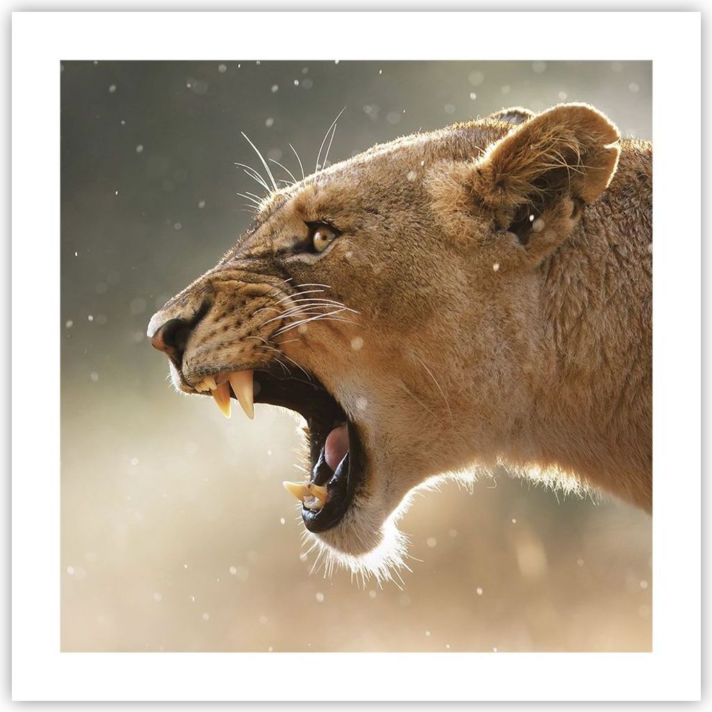 Poster - Poster ohne Rahmen - Löwe Löwin Reißzähne - 50x50 cm - Wand Bild - Wanddeko - Wandbilder - Kunstposter - Wandposter - Bilder - Kunstdr...