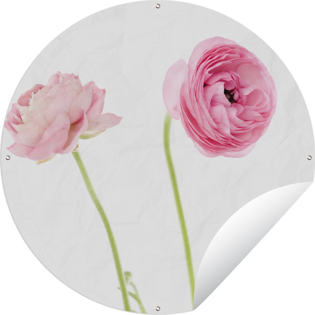 MuchoWow Gartenposter Outdoor-Poster Rund Rosa Butterblumen mit weißem Hintergrund Ø 60 cm Gartendeko Rundes Poster draußen