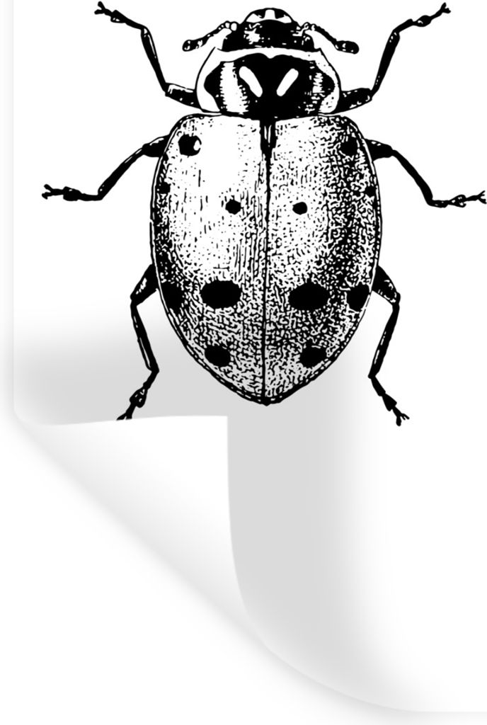 MuchoWow Wandtattoo Wandsticker Wandaufkleber Vintage - Marienkäfer - Insekten - Schwarz und weiß 20x40 cm Selbstklebend und Repositionierbar -...