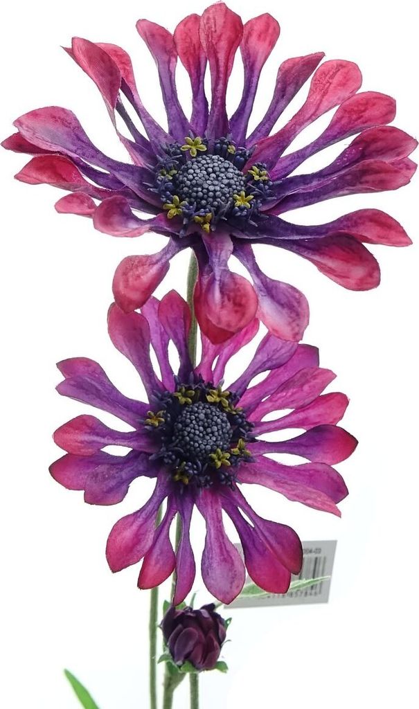 GASPER Kapmargeritenblüten Pink-Bordeaux löffelblättrig 66 cm - Kunstblumen