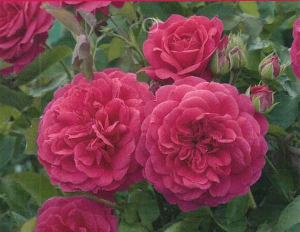 Englische Strauchrose Sir John Betjeman - Duft++ - Austin Rosen - Synonym Ausvivid