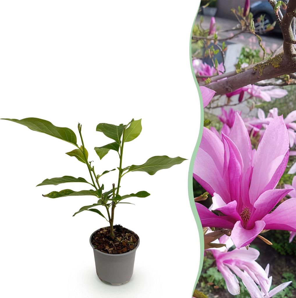 GreenboutiQ - Gartenpflanze - Magnolia Susan - Blüte Lila - 1 Pflanze - Laubabwerfend - Wenig Pflege - Topf 12cm Höhe 30cm