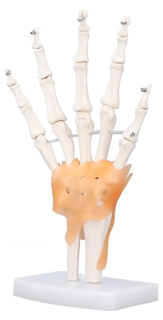 Main en PVC avec articulations mobiles - Taille réelle sur support - 5