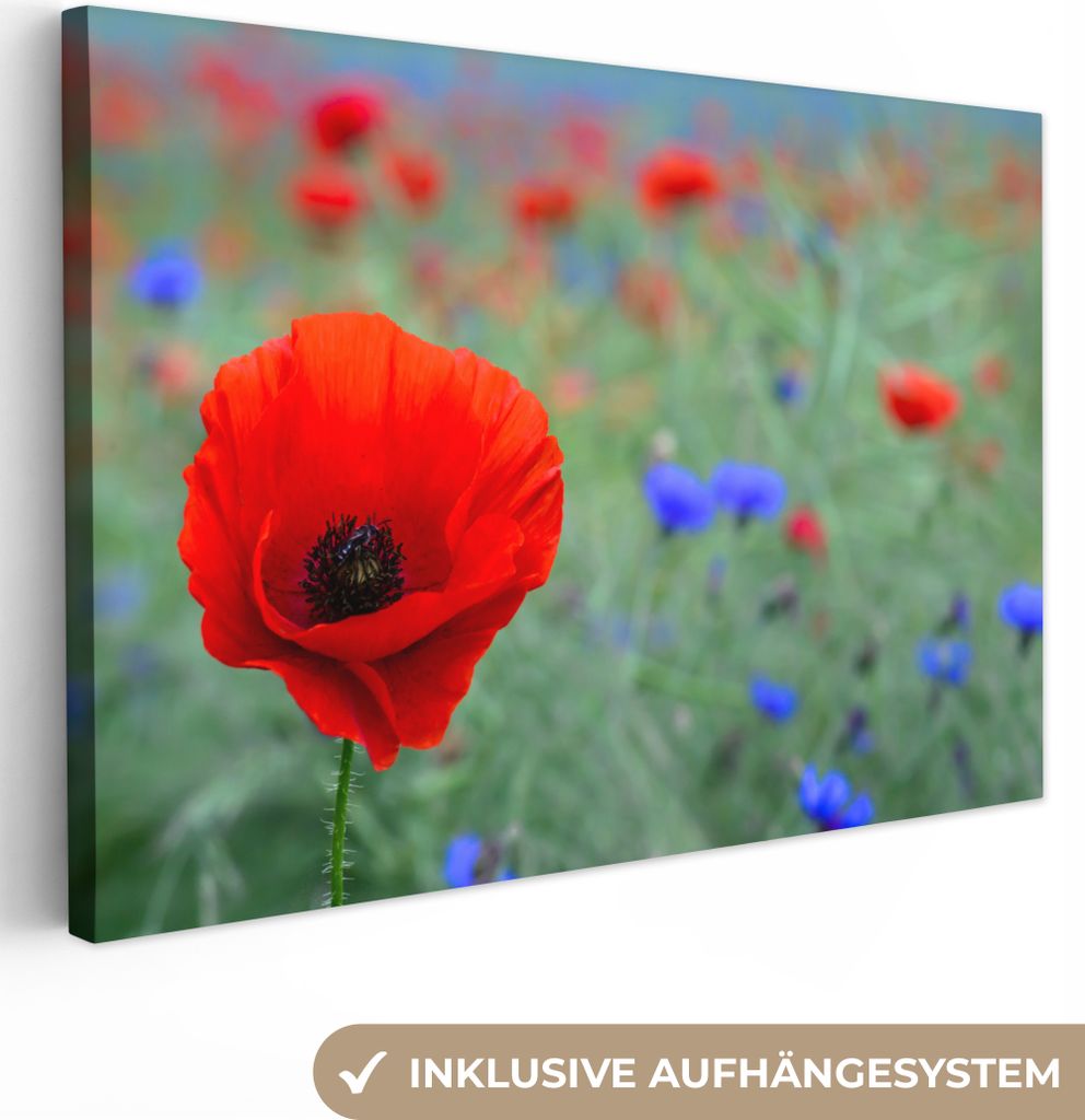 OneMillionCanvasses - Leinwandbilder - 150x100 cm, Lila und rote Mohnblumen auf einer Wiese, Wandbilder Kunstdruck Wanddekoration