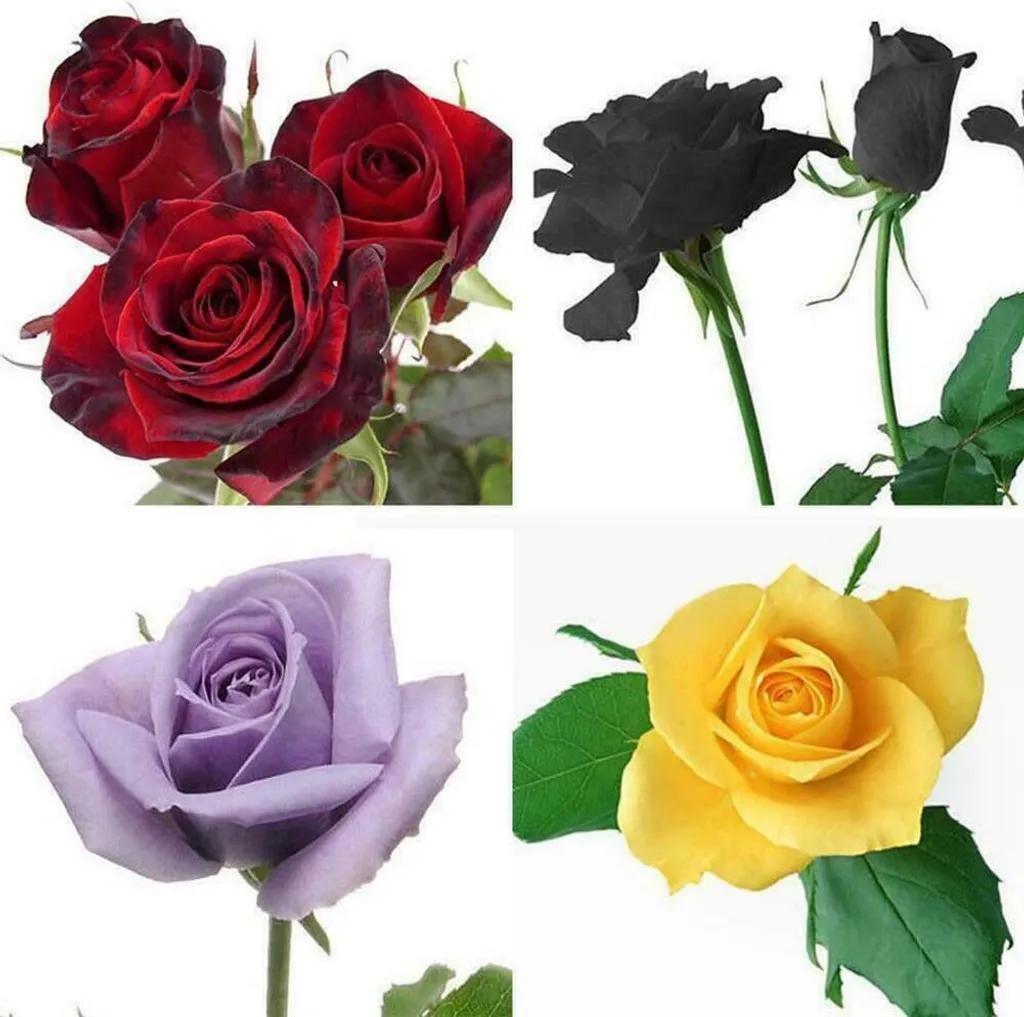 150 X gemischt Stil seltene Pflanzen mehrfarbige Rose Pfingstrose Blumensamen