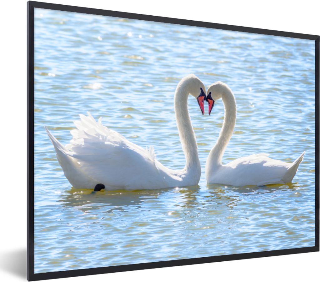 MuchoWow Gerahmtes Poster Vögel - Schwan - Wasser - Liebe - Sonne 40x30 cm - Poster mit Schwarzem Bilderrahmen Wandposter Rahmen Foto Bilder - K...