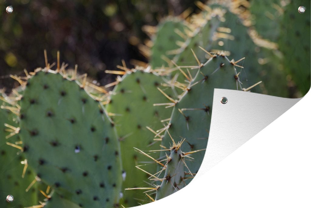 MuchoWow 60x40 cm Outdoor-Poster Gartendeko Sichtschutz Garten Poster für den Garten Botanischer Kaktus Fotodruck