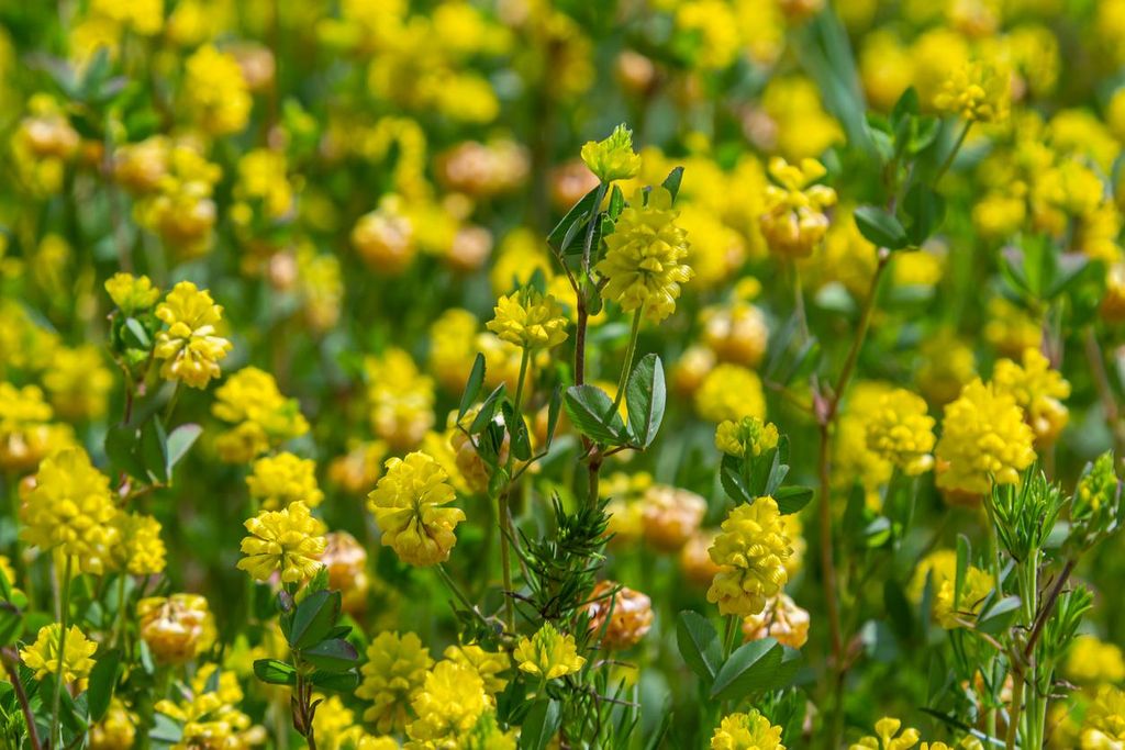 3000 Samen Gelbklee (Medicago lupulina) – Wildblumen, Produktbild 