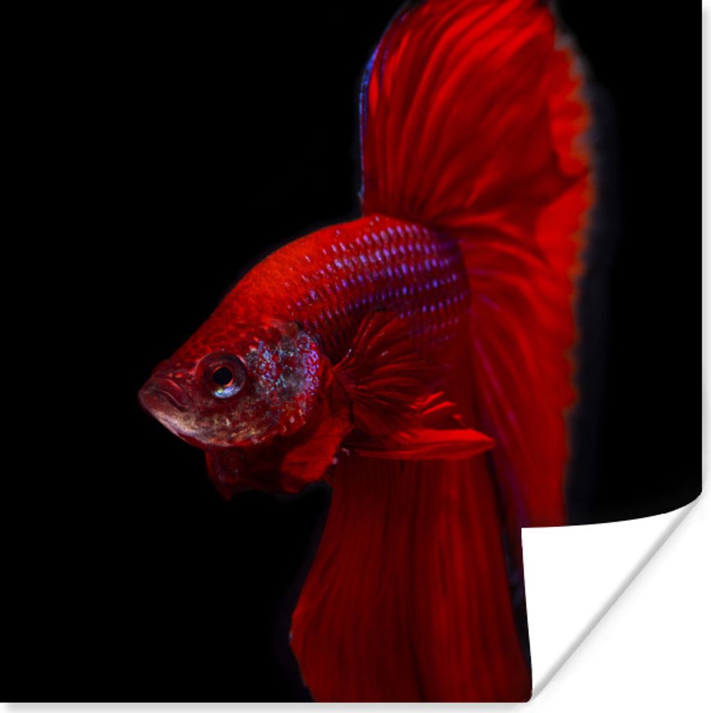 MuchoWow Poster Fische - Tiere - Rot 75x75 cm