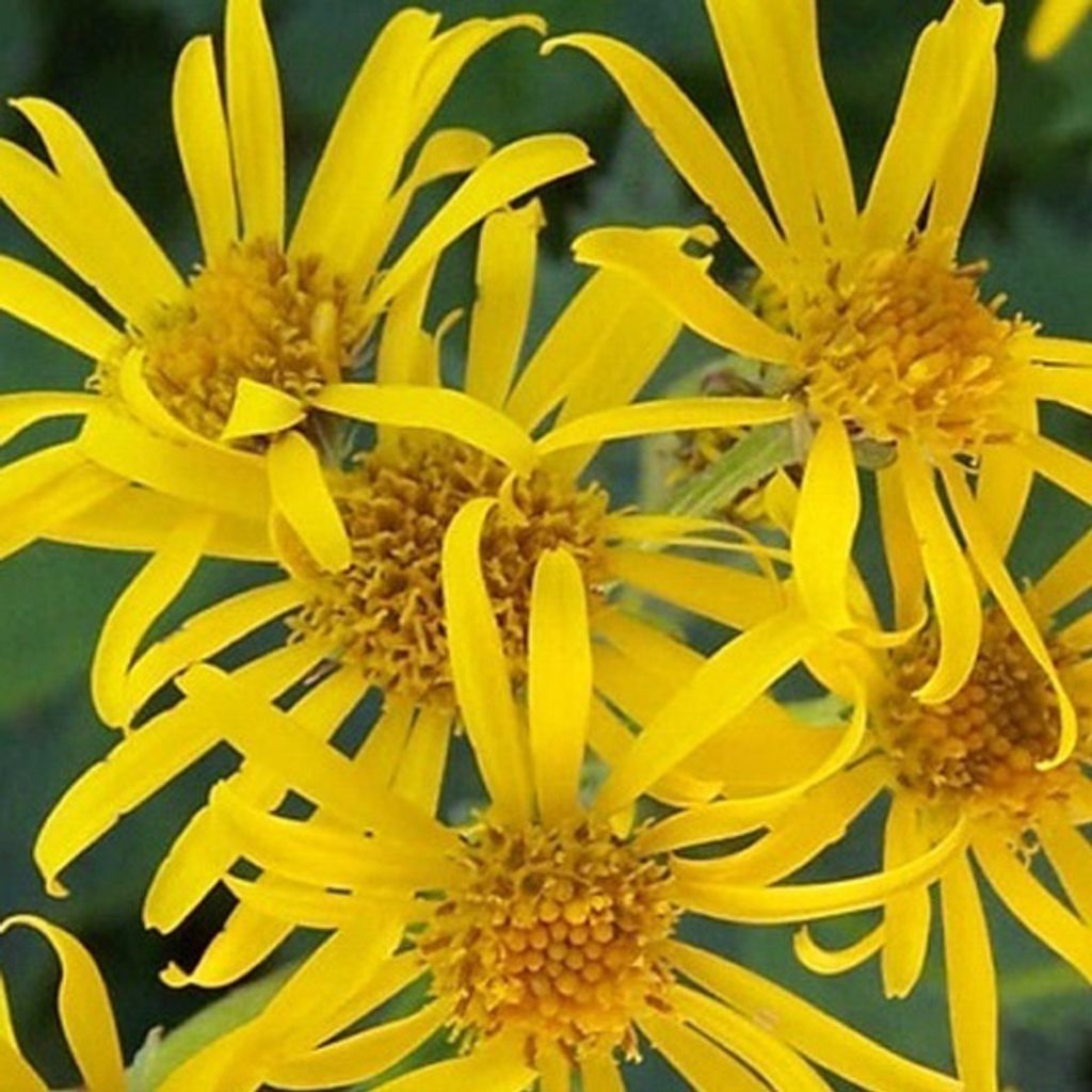 6 x Japanischer Goldkolben - Ligularia dentata | Topf 9cm x 9cm