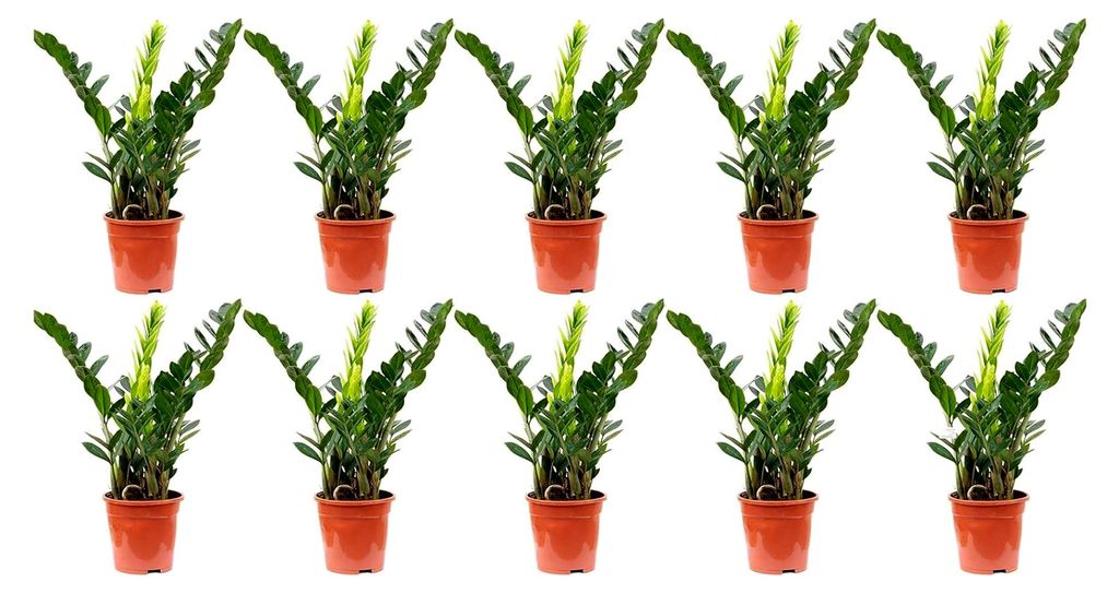10er-Set Glücksfeder - echte Zimmerpflanze, Zamioculcas zamiifolia 3+ - Höhe ca. 55 cm, Topf-Ø 17 cm