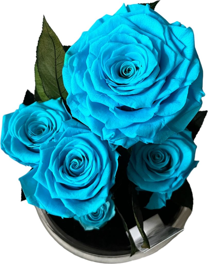Garten im Glas - 5 konservierte blaue Rosen