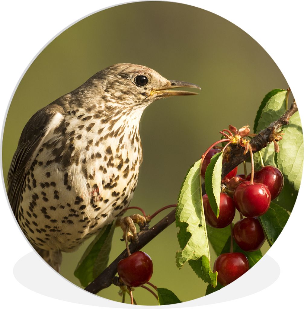 MuchoWow Rundes Wandbild - Runde Bilder Vogel auf einem Ast Ø 60 cm Kreis Wanddekoration Kunststoff - Wandkreis - Wandschmuck - Wand Kreis - Das...