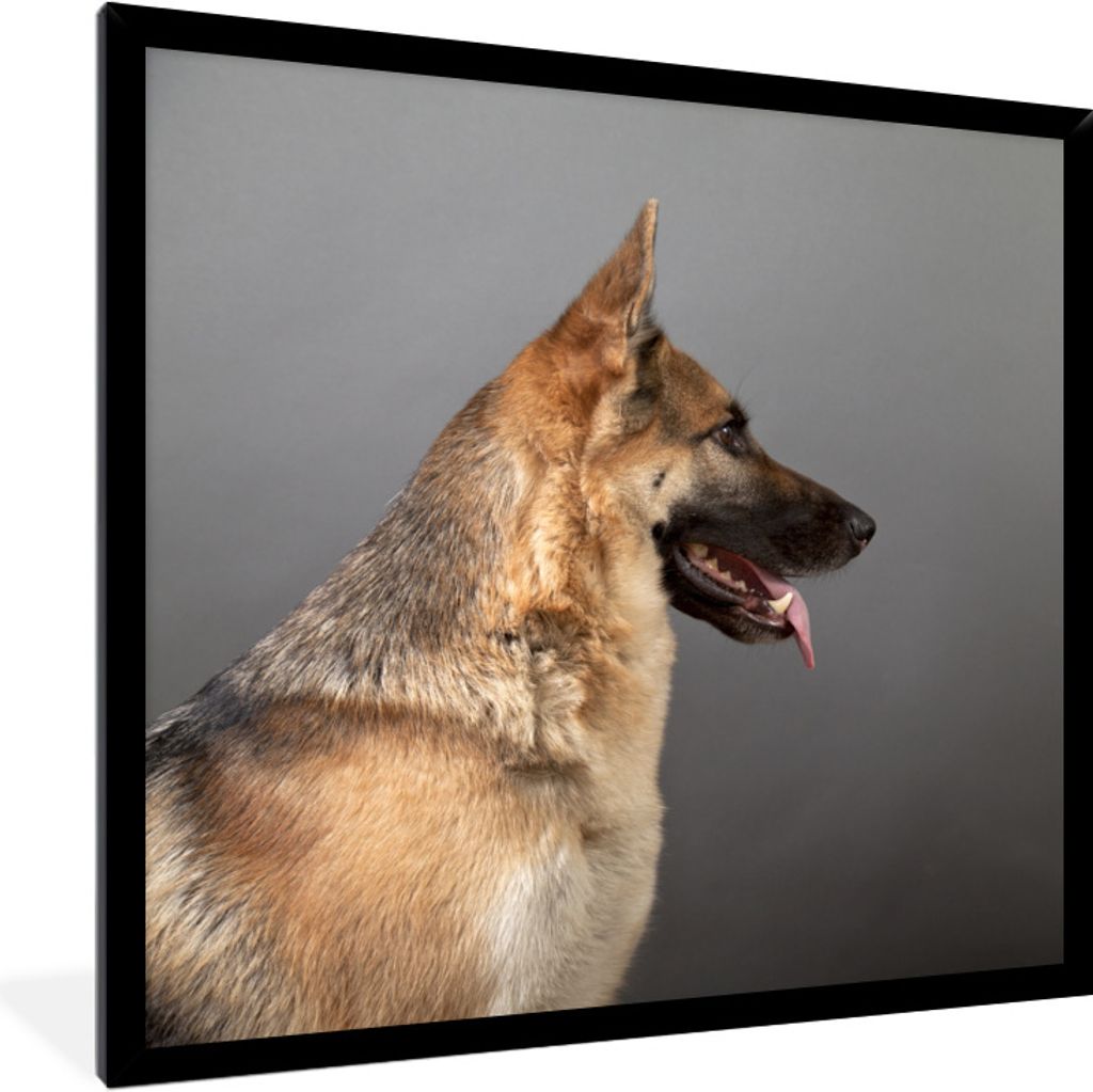MuchoWow Gerahmtes Poster Seitenansicht eines Deutschen Schäferhundes 40x40 cm - Poster mit Schwarzem Bilderrahmen Wandposter Rahmen Foto Bilder...