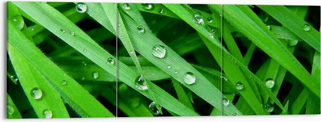 Bild auf Leinwand - Leinwandbild - Natur Gras Wasser Tropfen - 150x50cm - Wand Bild - Wanddeko - Leinwanddruck - Bilder - Kunstdruck - Wanddekorati...