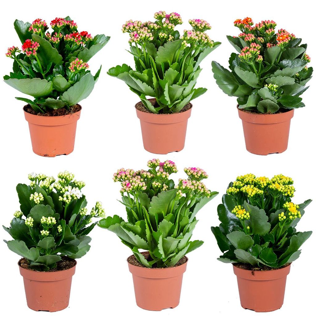 Kalanchoe | Gemischt pro 6 Stück - Freiland- und Produktbild 