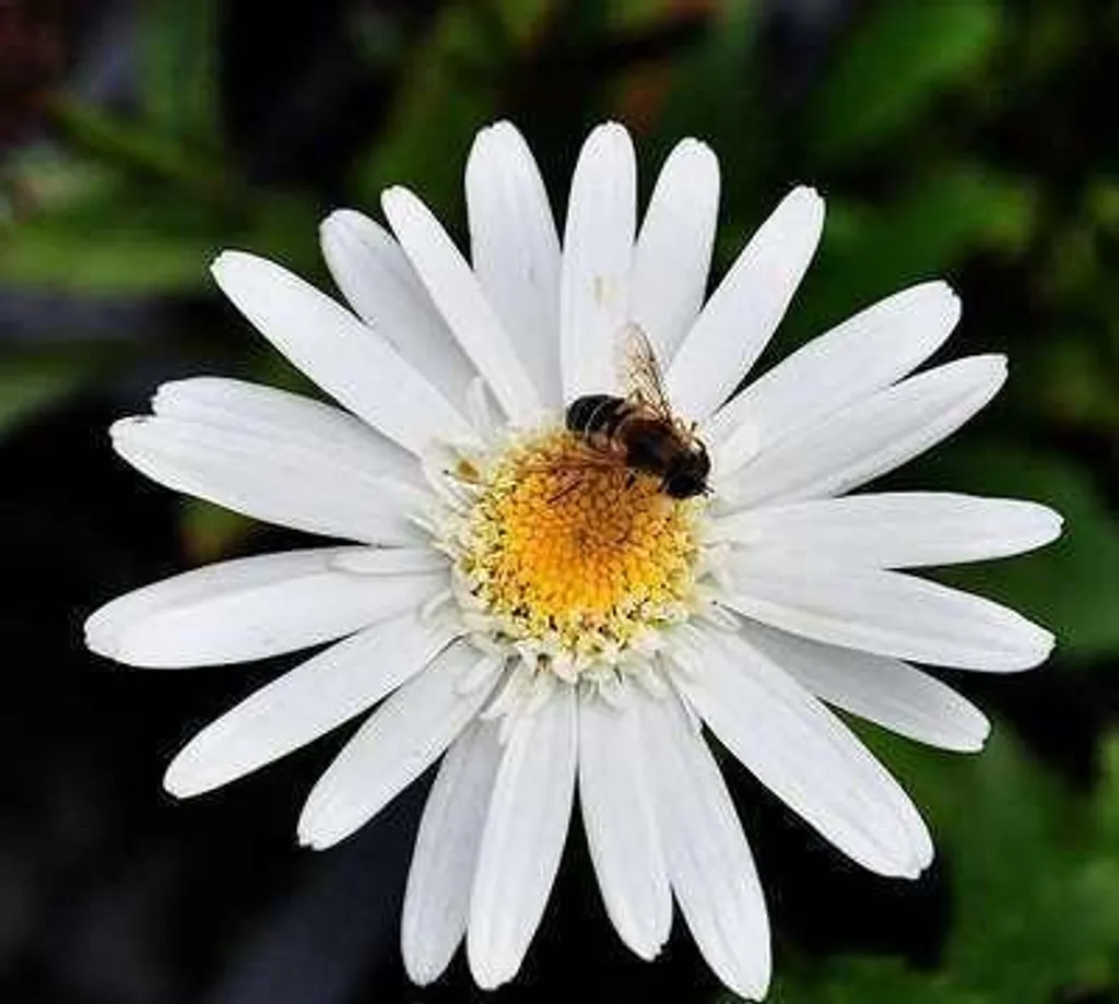 Fleurissez vos massifs d'été avec 6 Marguerites Christine Hagemann 9cm