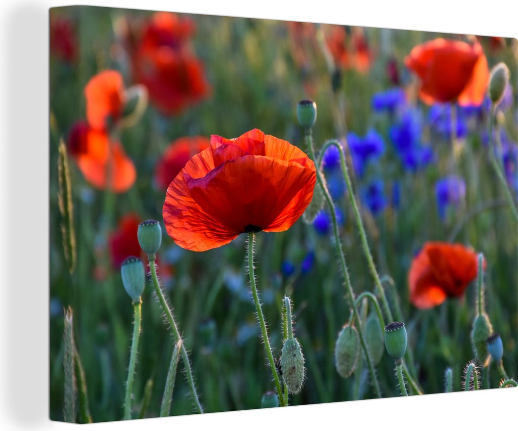 OneMillionCanvasses - Leinwandbilder - 140x90 cm, Bunte Mohnblumen in den Niederlanden, Wandbilder Kunstdruck Wanddekoration - Foto auf Leinwand ...