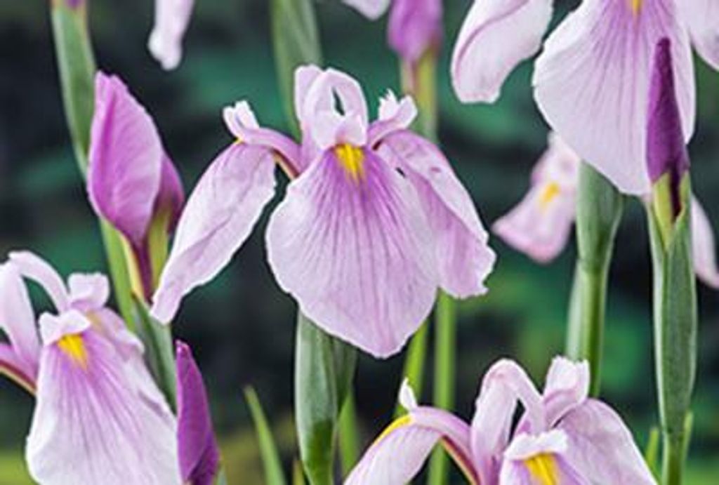 6 x Iris laev. 'Rose Queen' - Glattblatt-Schwertlilie 'Rose Queen - Topf 9 x 9 cm