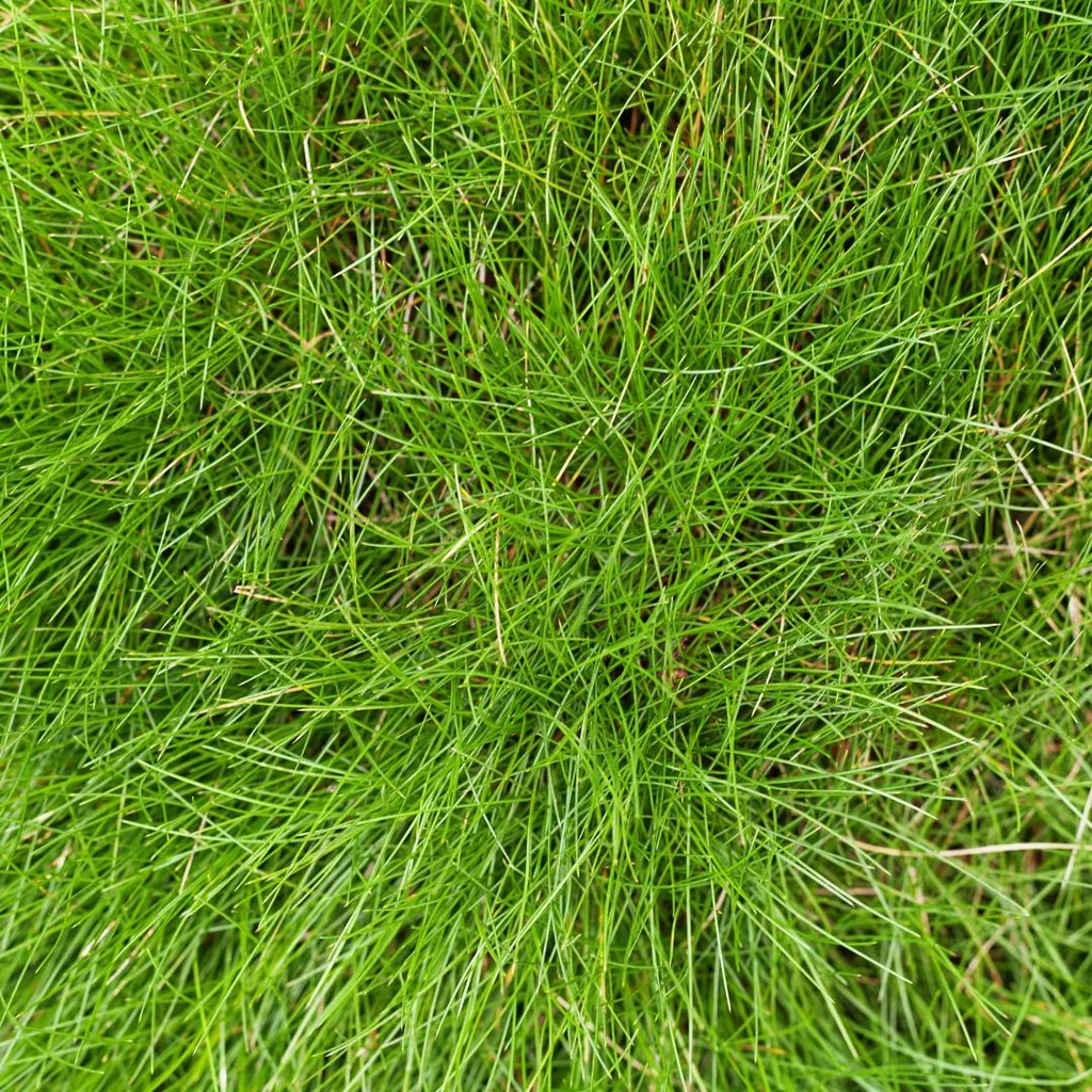 Festuca gautieri Erba Ornamentale Sempreverde 12 Piante Ø9cm Online