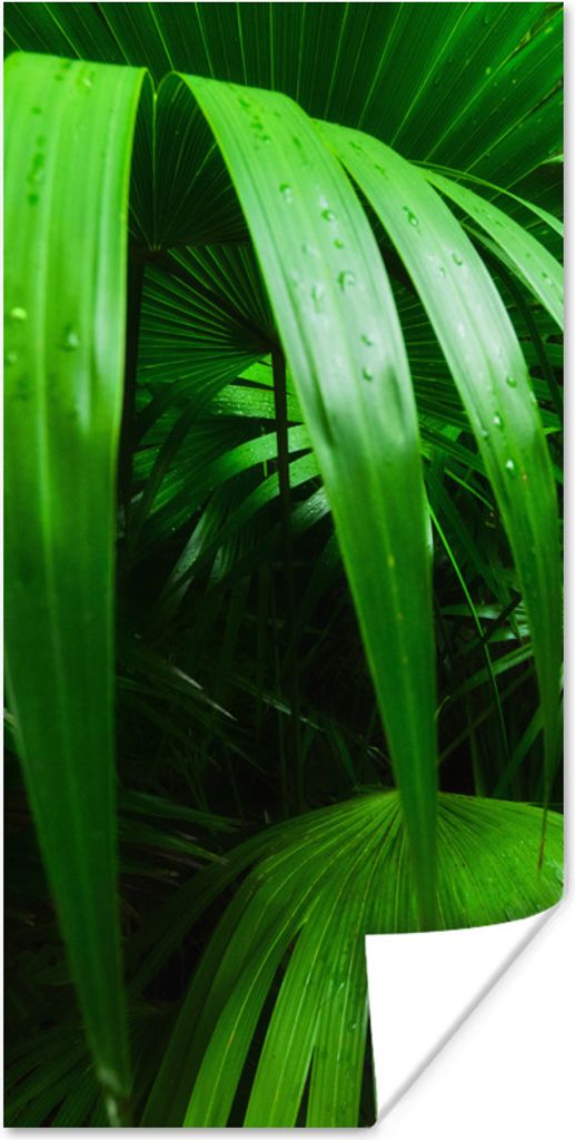 MuchoWow Poster Palmenblätter im Dschungel 20x40 cm - Plakat - Foto