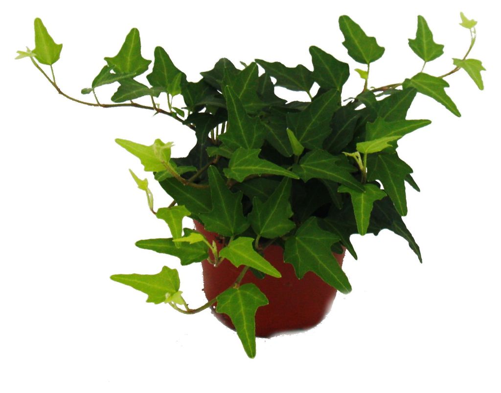 Groes Zimmerpflanzen Set mit 5 Pflanzen - 9cm