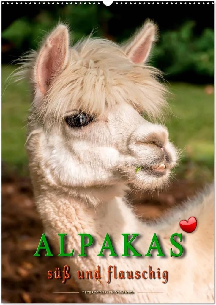 Alpakas - süß und flauschig (Wandkalender 2026 DIN A2 hoch), CALVENDO Monatskalender