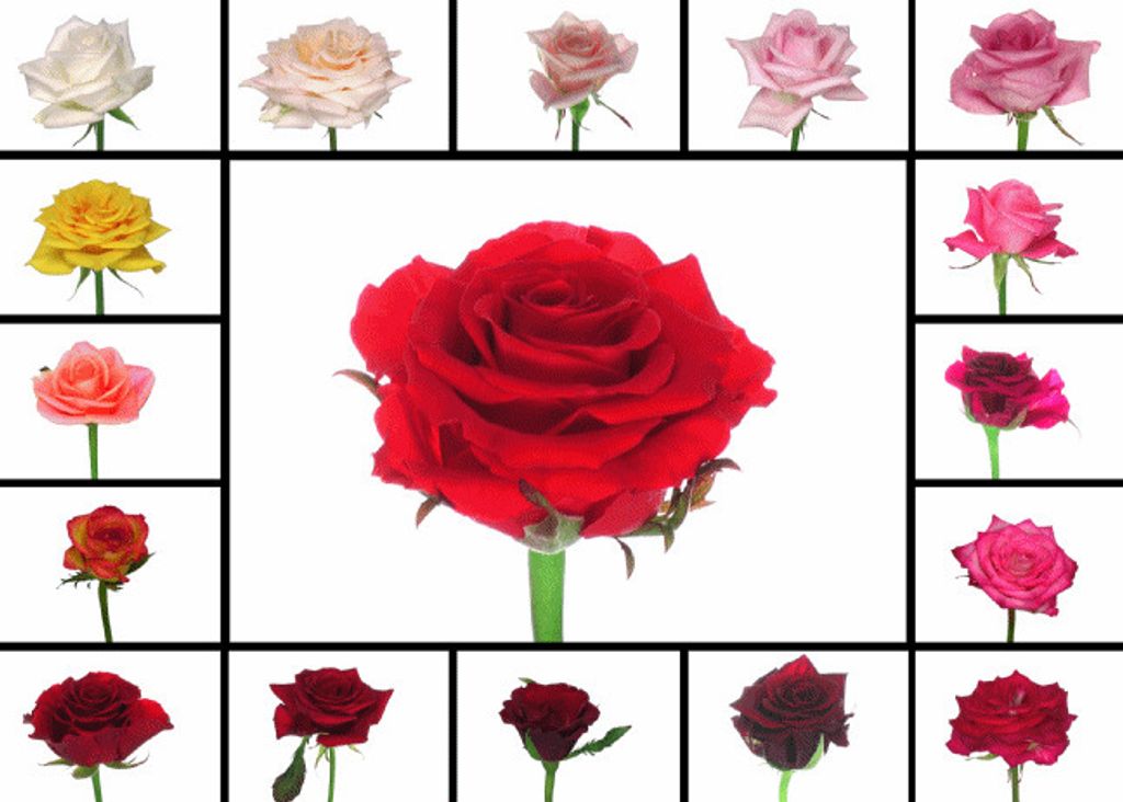 3 D Ansichtskarte Rosen in vielen Farben, Postkarte Wackelkarte Hologrammkarte Bild Blumen Rose