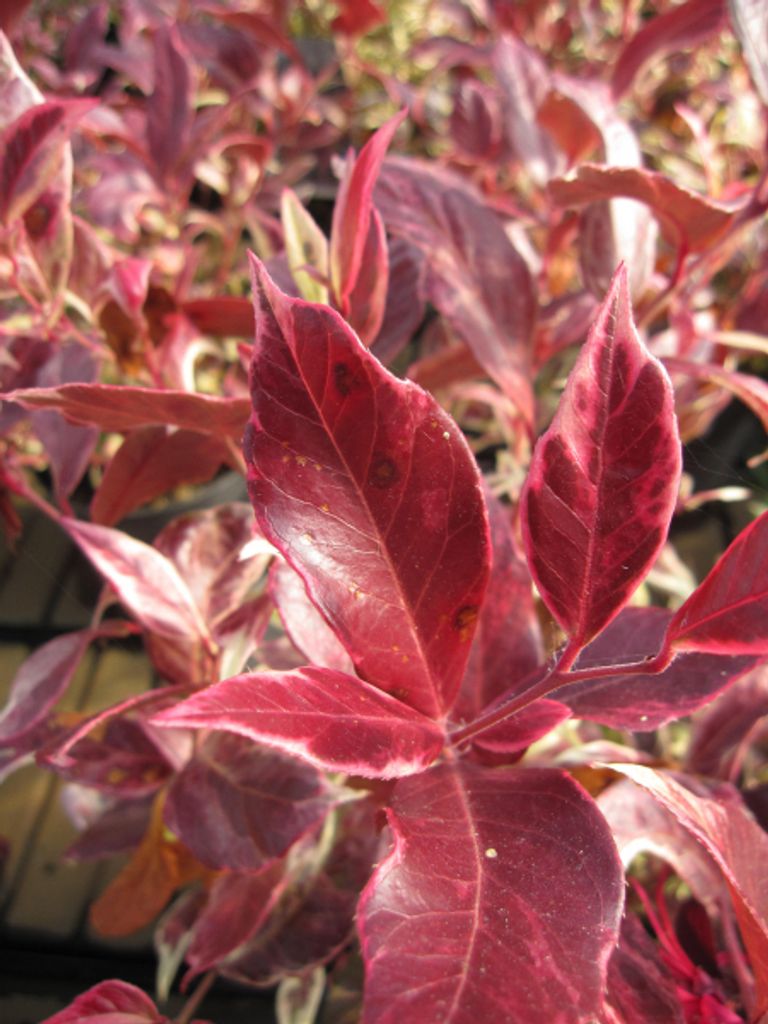 Traubenheide / Traubenmyrte - Leucothoe walteri Firestar - immergrüne Blütensträucher - 30-40cm