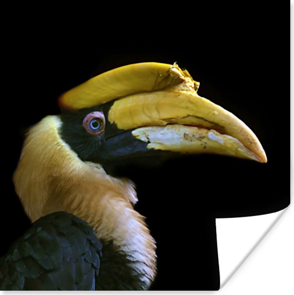 MuchoWow Poster Vogel - Schnabel - Schwarz 100x100 cm