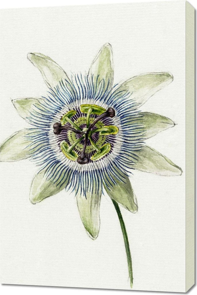 Bild 60x90cm Passionsblume, Jean Bernard Vintage für das Wohnzimmer