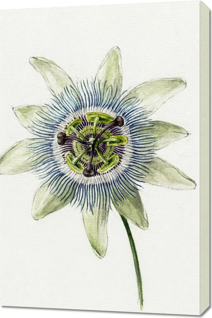 Quadro 60x90 Jean Bernard Passion Flower Stampa Fine Art per Salotto