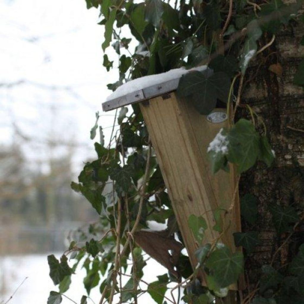 Cassetta nido Esschert Design per giardino; NKBK Immagine del prodotto 