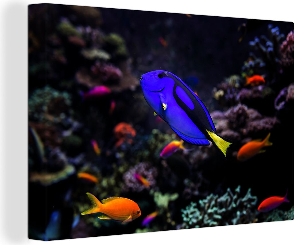 OneMillionCanvasses - Leinwandbilder - 150x100 cm, Ein Picasso-Doktorfisch in einem Aquarium, Wandbilder Kunstdruck Wanddekoration