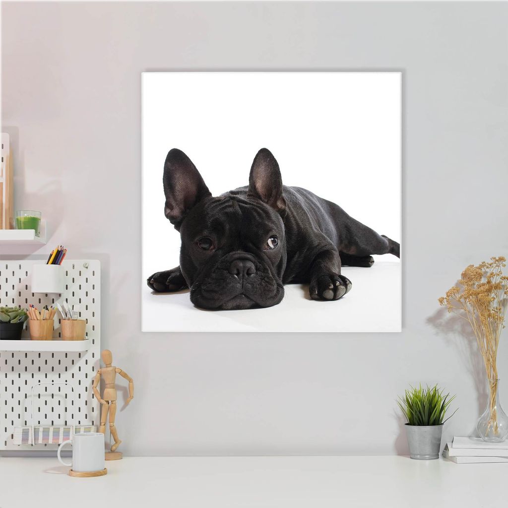 Design Stahlmagnettafel Quadratisch 50x50cm Bulldogge