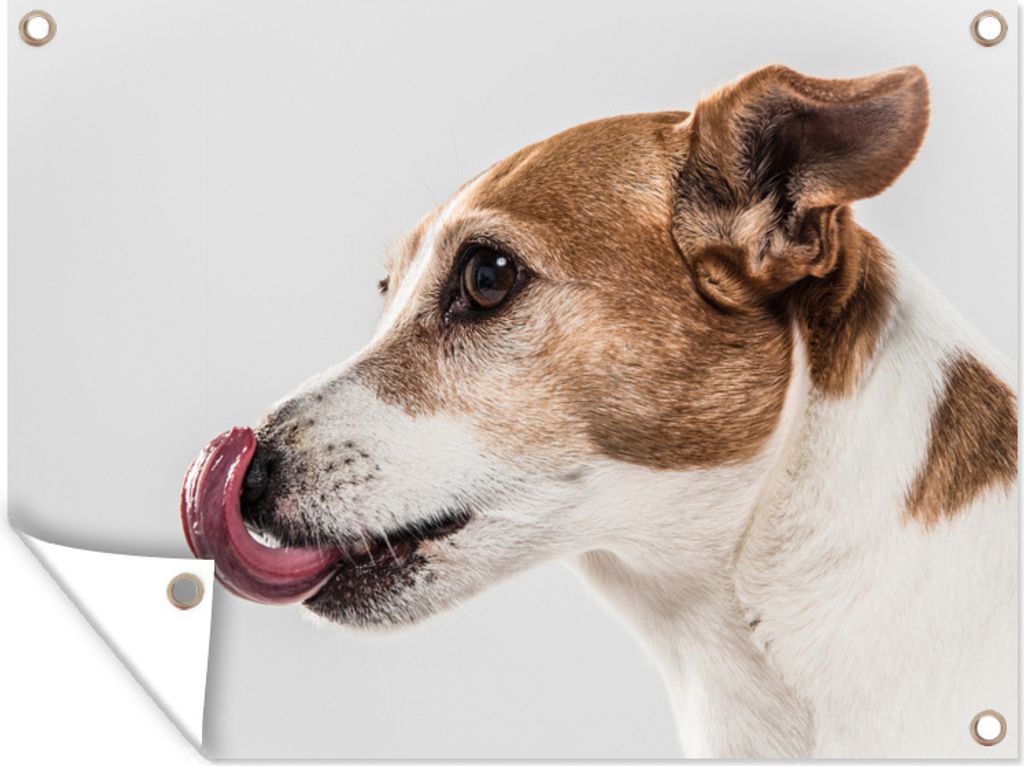MuchoWow 40x30 cm Outdoor-Poster Gartendeko Sichtschutz Garten Poster für den Garten Seite eines Jack Russel
