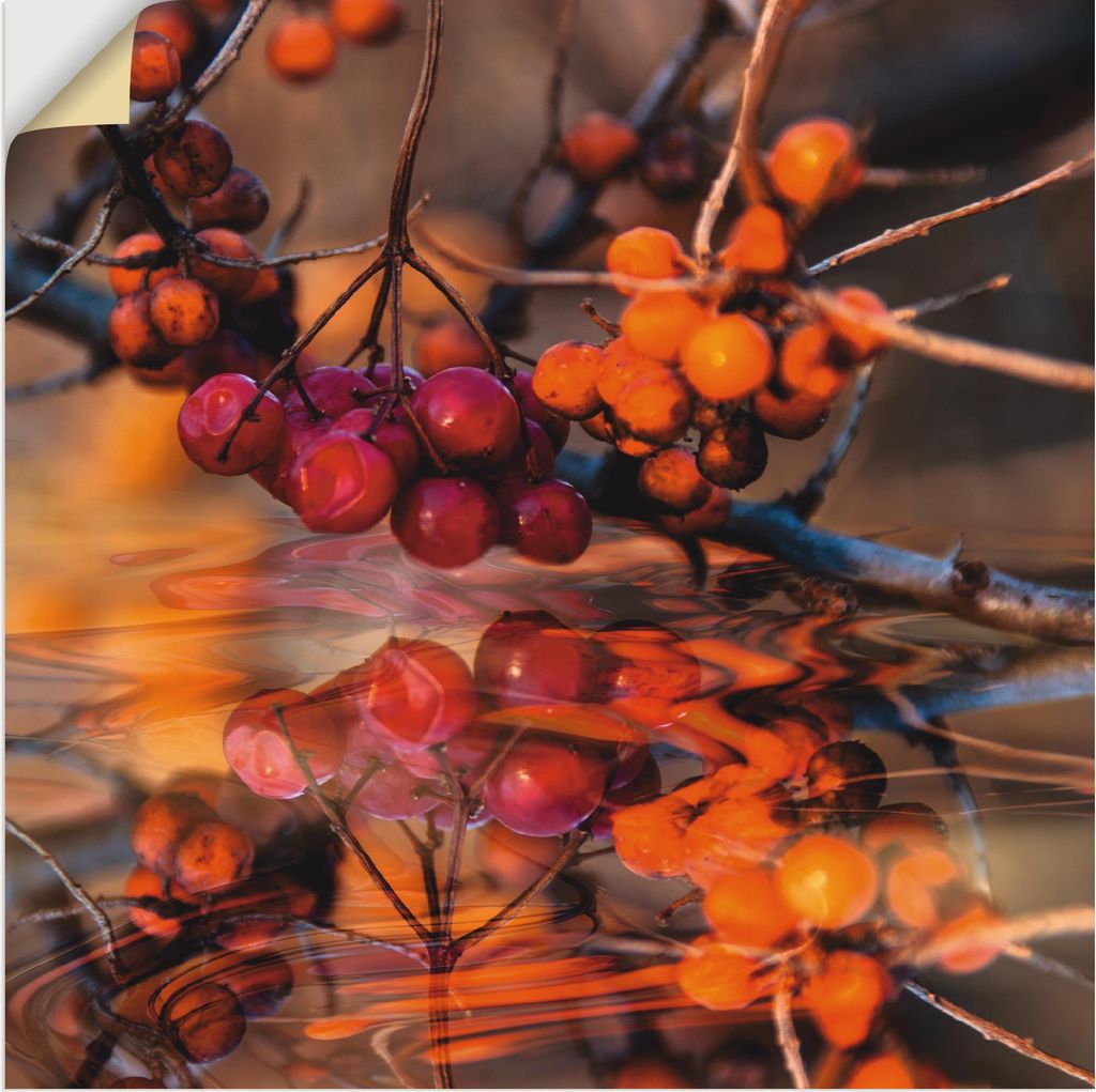 ARTland Wandbild, selbstklebend Rote Beeren - Wildbeeren Größe: 100x100 cm