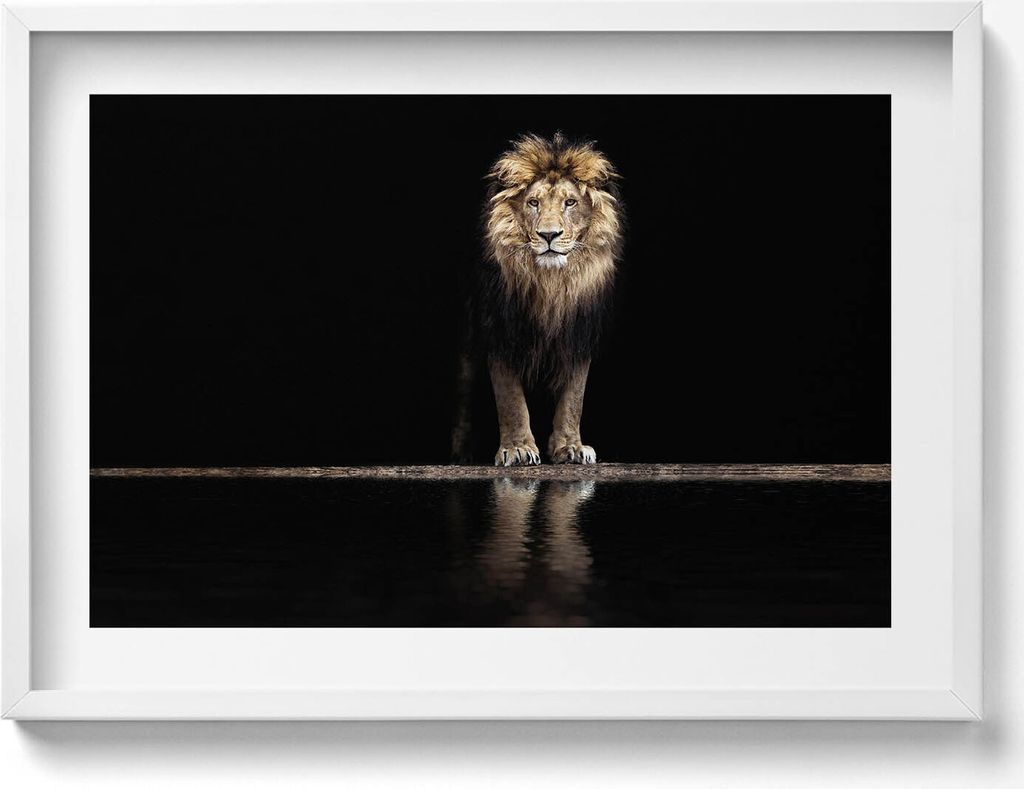 Einsames Tier wilder Löwe– Wandbild mit Rahmen – Gerahmtes Bild – Wanddekoration – 70x50 cm – Schwarz Rahmen