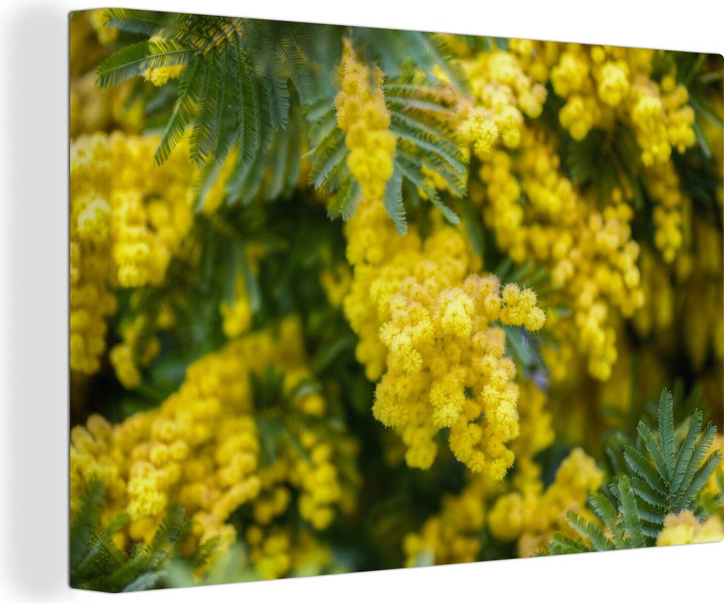 OneMillionCanvasses - Leinwandbilder - 140x90 cm, Gelbe Mimosenblüten, Wandbilder Kunstdruck Wanddekoration - Foto auf Leinwand - Gemälde auf H...
