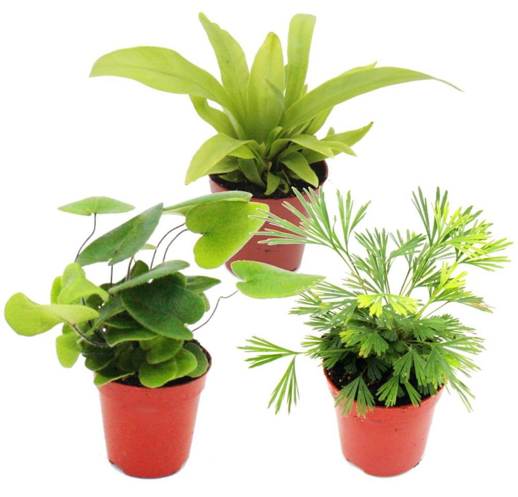 Mini-Farn-Trio - Set mit 3 verschiedenen Mini-Farnen - Asplenium - Actiniopteris - Hemionitis