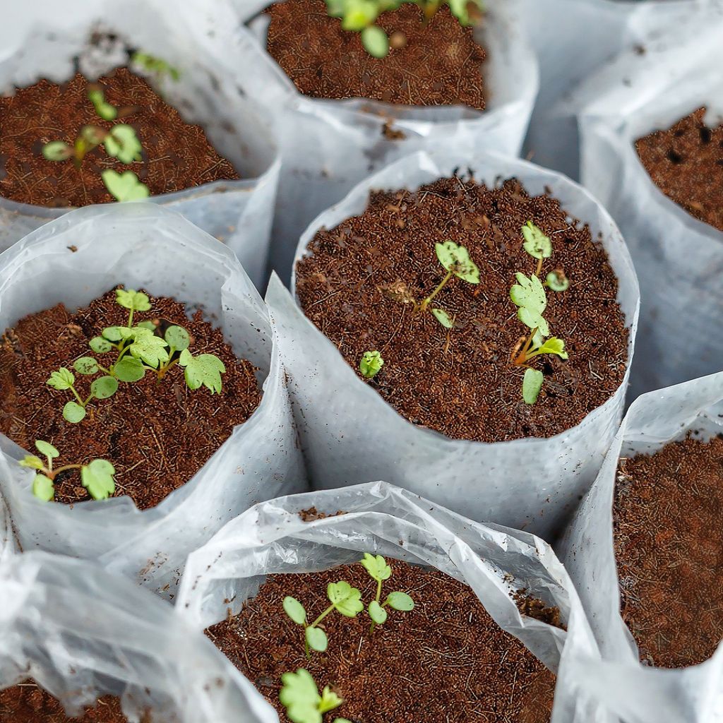 Kokoserde als Block gepresste Blumenerde aus Kokosfasern 5 Produktbild 5