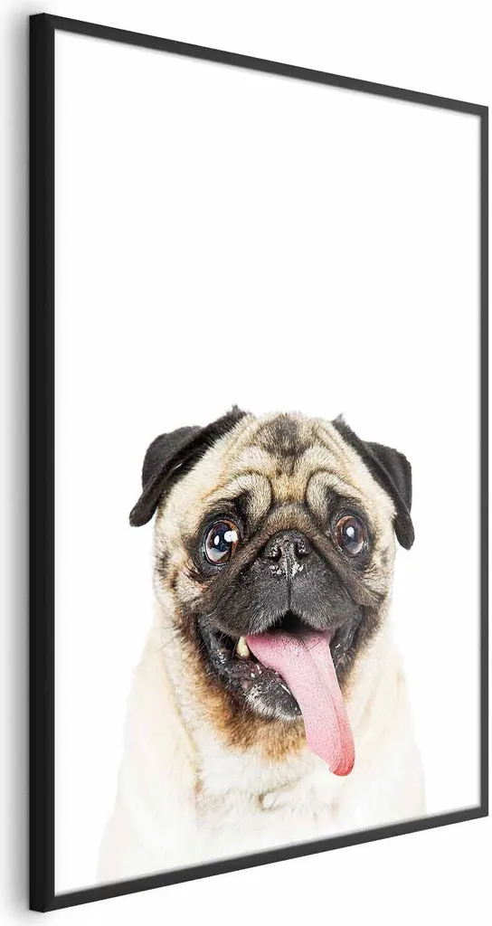 Quadro Mops 40x60 cm Cornice Nera Inclusa - Poster Alta Qualità