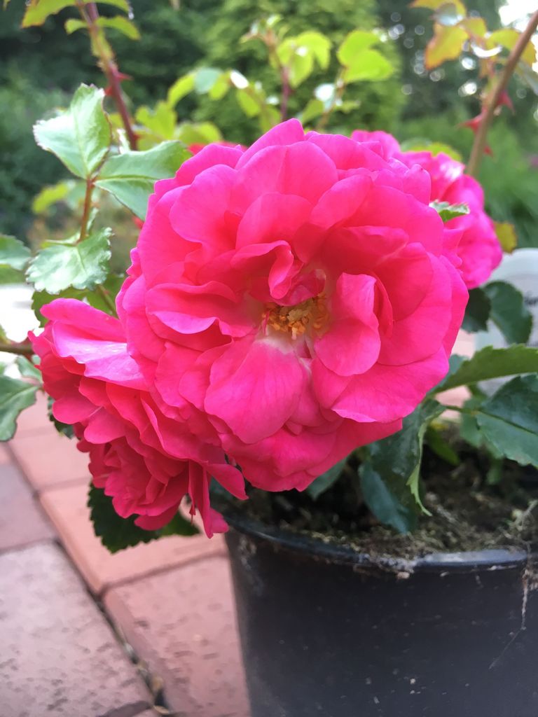 10x Bodendecker winterhart Bodendeckerrose Noatraum Produktbild 