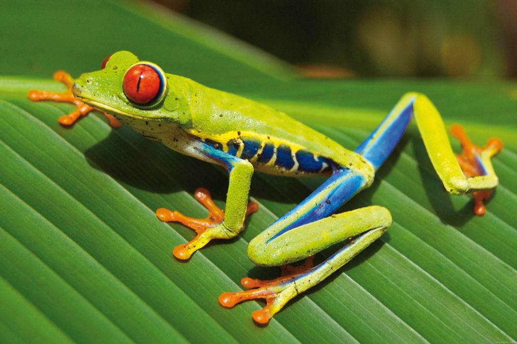 Frösche Kunstdruck Bild - Rotaugen Laubfrosch Auf Einem Grünen Blatt (80 x 120 cm)
