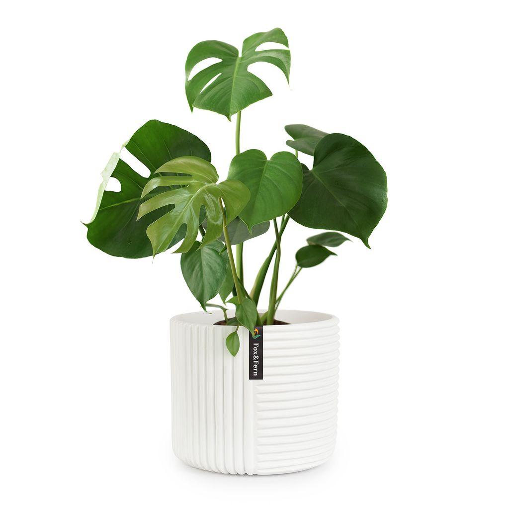 Fox & Fern Blumentopf mit Stopfen, Blumentopf Gross für Innen/Außen, Übertopf UV- & Frostbeständig, Polystone-Blumentöpfe Weiß, Blumentopf 24...