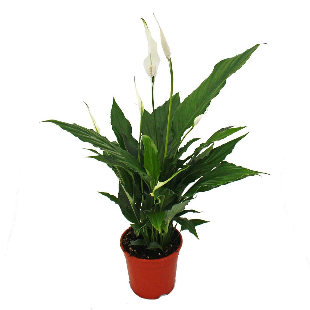 Spathiphyllum, ein Blatt, „Sweet Chico“, Blumentopf 13 cm Produktbild 