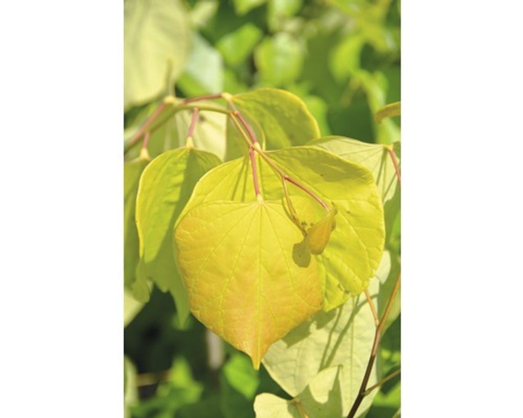 Kanadischer Judasbaum FloraSelf Cercis canadensis Ace of Produktbild 