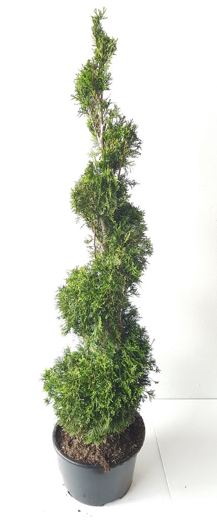 Thujaspirale ‘Smaragd’ 140–150 cm – Thuja occidentalis, Produktbild 