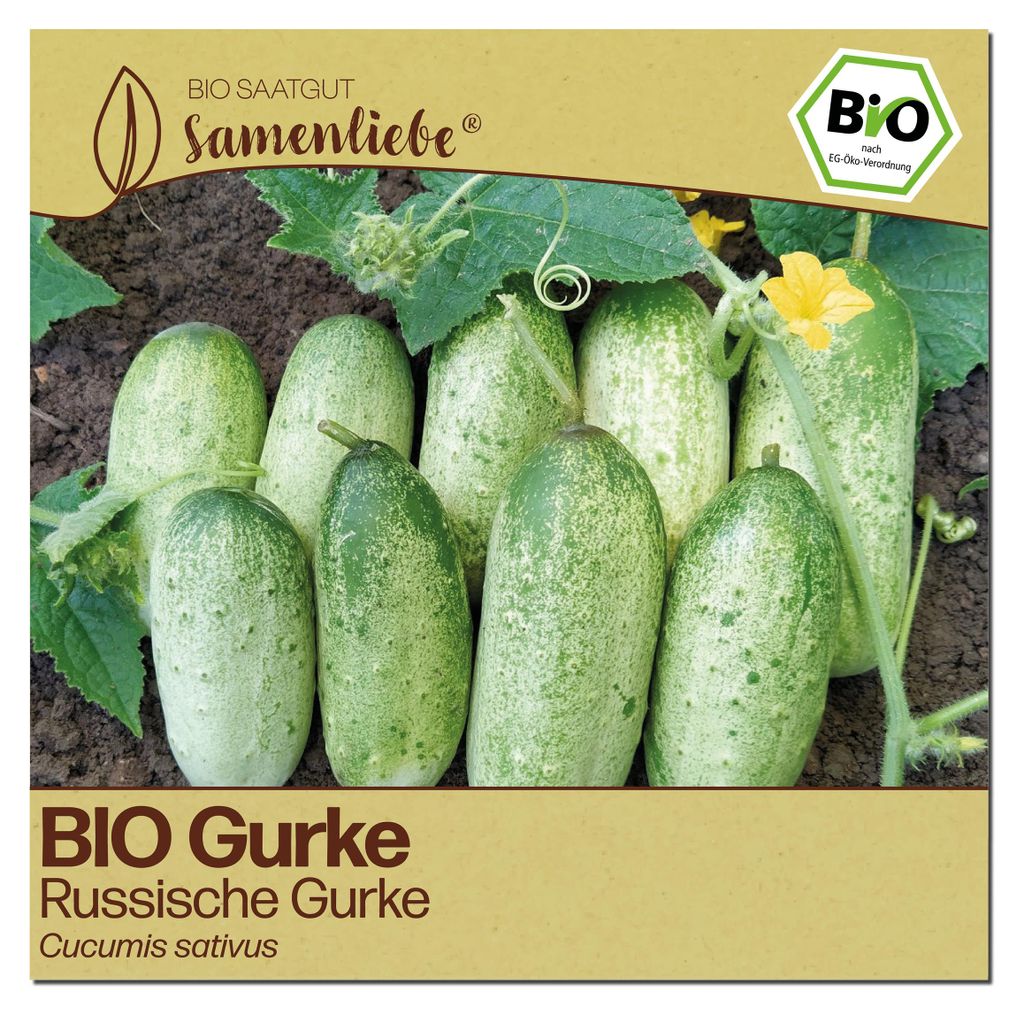 Samenliebe  Gurke Samen | Russische Gurke - kurze & robust Produktbild 