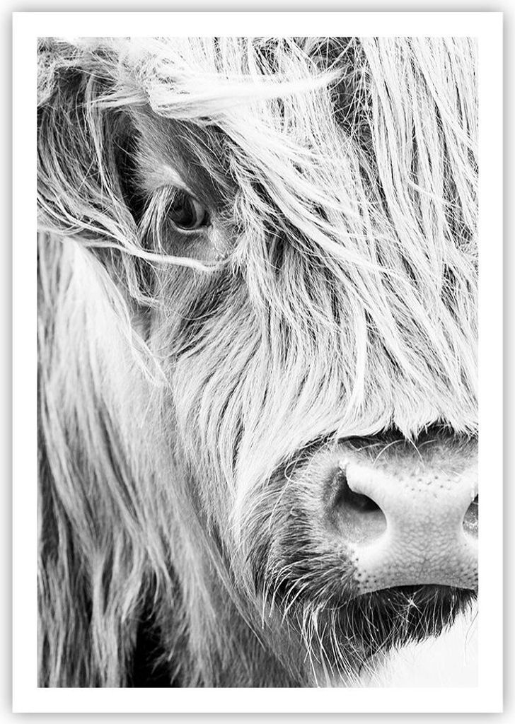 Poster - Poster ohne Rahmen - Kuh Scotch Tier - 70x100 cm - Wand Bild - Wanddeko - Wandbilder - Kunstposter - Wandposter - Bilder - Kunstdruck - Wa...